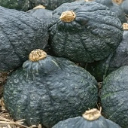 Chicago Warted Hubbard Squash SQ29-20